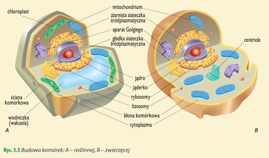 Różnice Między Mitozą A Mejozą Materiały dla uczniów: Budowa komórki