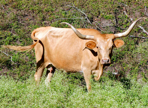 texas longhorn cattle, about texas longhorn cattle, texas longhorn cattle breed, texas longhorn cattle breed info, texas longhorn cattle breed facts, texas longhorn cattle breeders, texas longhorn cattle behavior, texas longhorn cattle color, texas longhorn cattle care, caring texas longhorn cattle, texas longhorn cattle coat color, texas longhorn cattle characteristics, texas longhorn cattle facts, texas longhorn cattle for meat, texas longhorn cattle for milk, texas longhorn cattle farms, texas longhorn cattle farming, texas longhorn cattle history, texas longhorn cattle info, texas longhorn cattle images, texas longhorn cattle meat, texas longhorn cattle milk, texas longhorn cattle origin, texas longhorn cattle pictures, texas longhorn cattle photos, texas longhorn cattle rarity, raising texas longhorn cattle, texas longhorn cattle rearing, texas longhorn cattle size, texas longhorn cattle temperament, texas longhorn cattle uses, texas longhorn cattle varieties, texas longhorn cattle weight