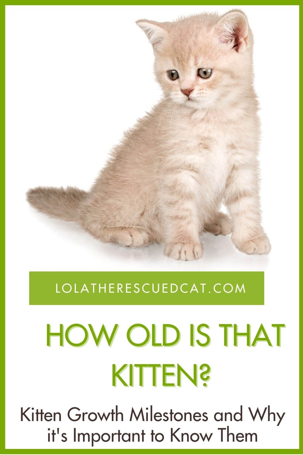How to Tell How Old a Kitten is and Why It's Important to Know Lola