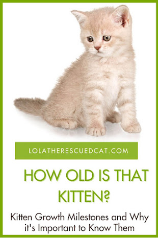How to Tell How Old a Kitten is and Why It's Important to Know | Lola