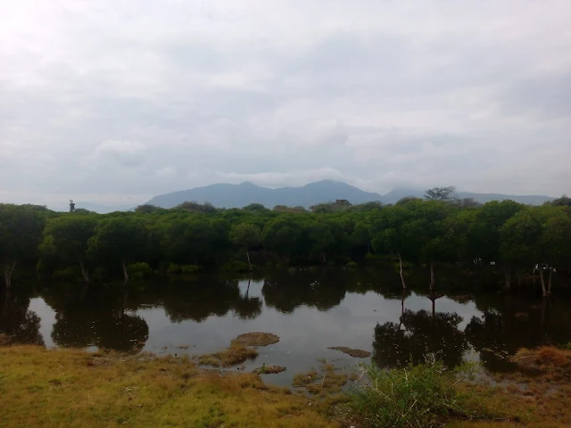 Pohon Bakau Wisata Karang Sewu