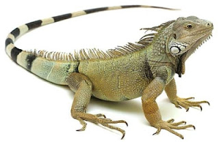 Iguana