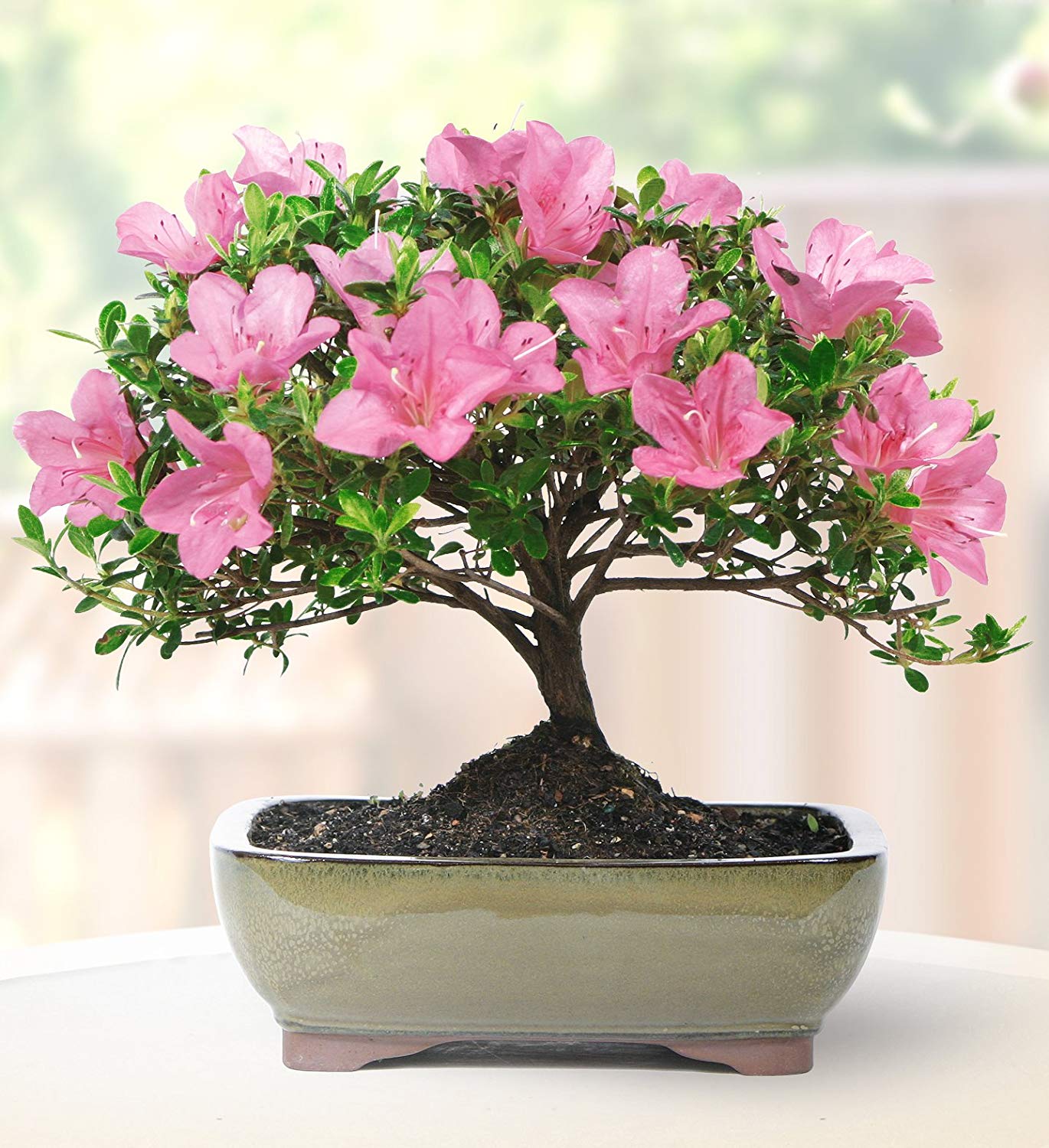 Best Bonsai Plants Indoor For Sale 2019