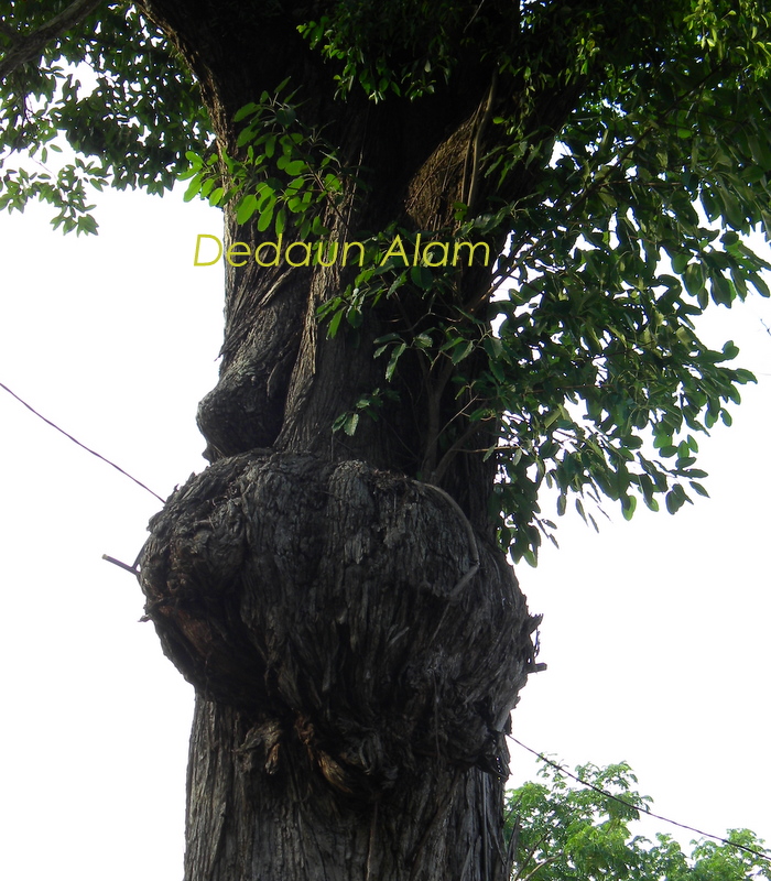 Hulla Penyakit  Raja Satong ~ harian hullahup