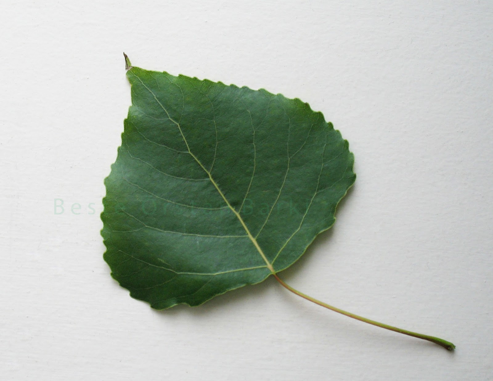 Poplar Tree Leaf