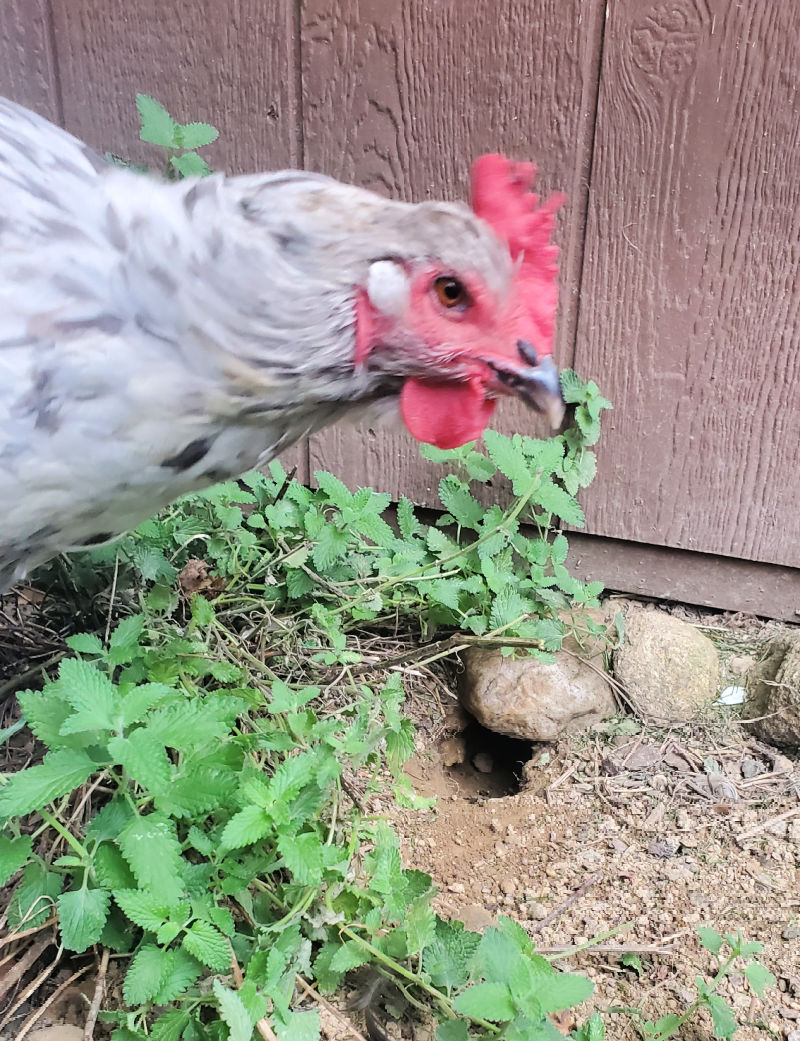 The Bucket Trap Way To Mouse Control  BackYard Chickens - Learn How to  Raise Chickens