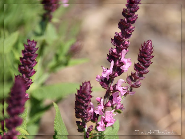 Teacup-In-The-Garden: ein kleiner spaziergang durch den garten