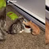 Gato no quiere compartir su comida y aleja a su compañero con graciosa conducta (VIDEO)