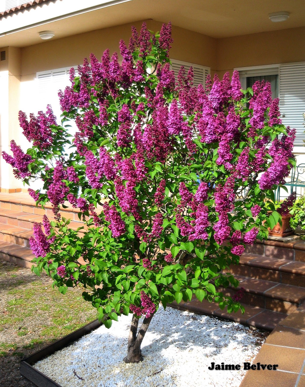 Jardinería, un arte para todos: abril 2013 Jardinería, un arte para todos: abril 2013