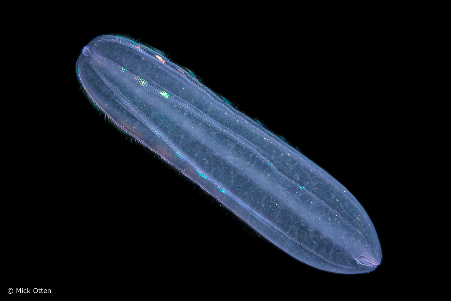 Mick's Marine Life 4 Comb jellies Ribkwallen (Ctenophora)