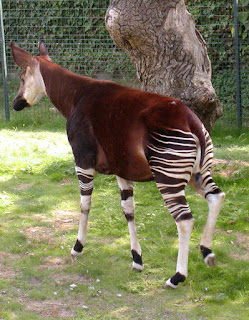 İngiltere Bristol Hayvanat Bahçesi'nde bir Okapi