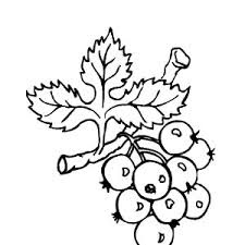 Blueberry coloring page 8