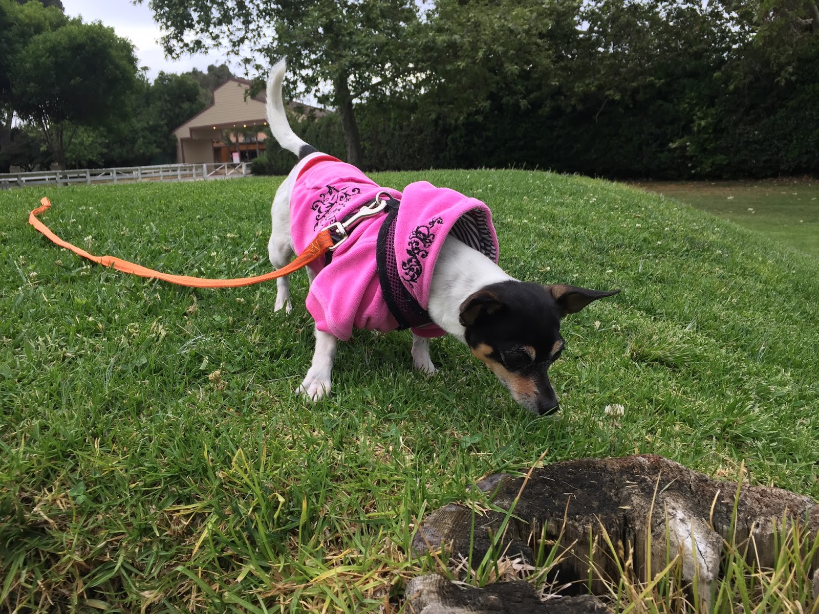 Within My Means LA Equestrian Center