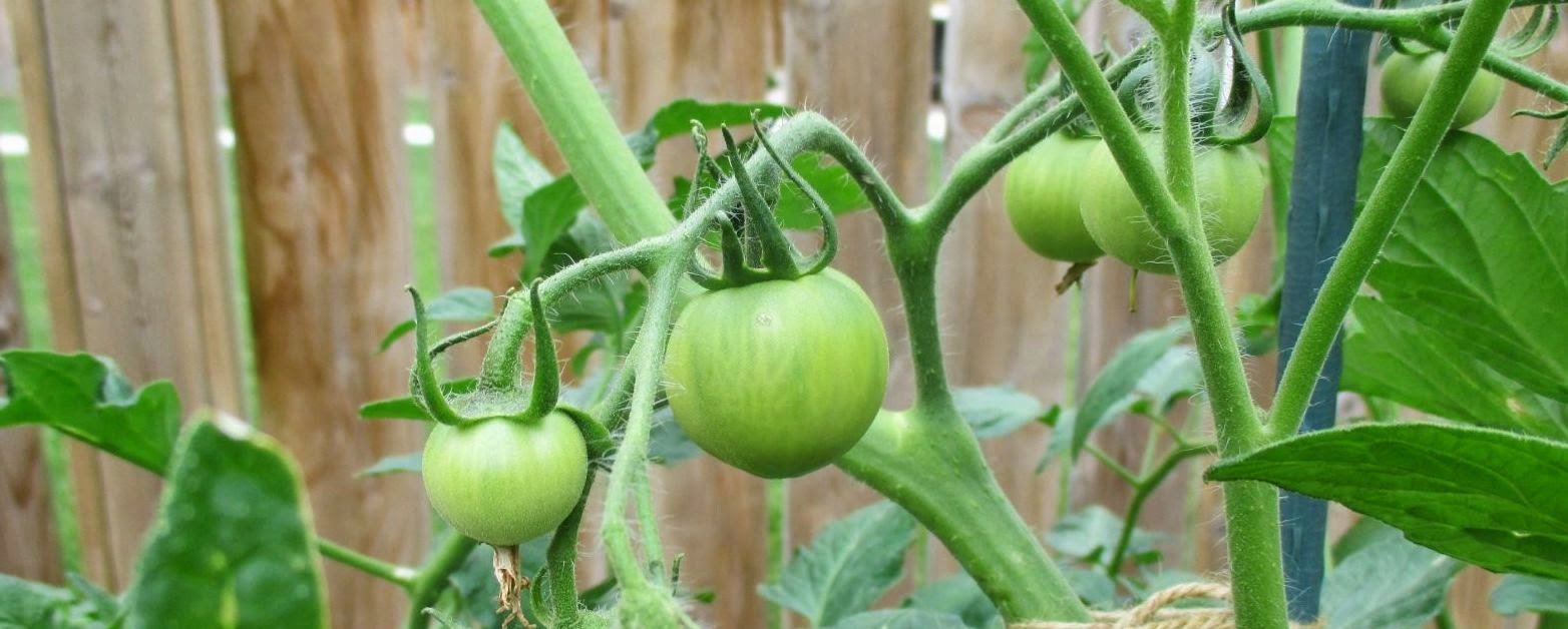 Gardening with Jess Peas, Corn, Potatoes and Tomatoes