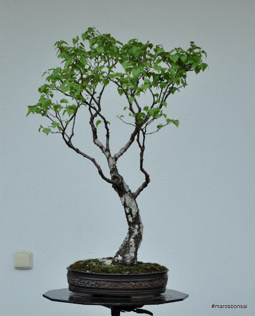 Everyday Dreams Mother S Day Bonsai