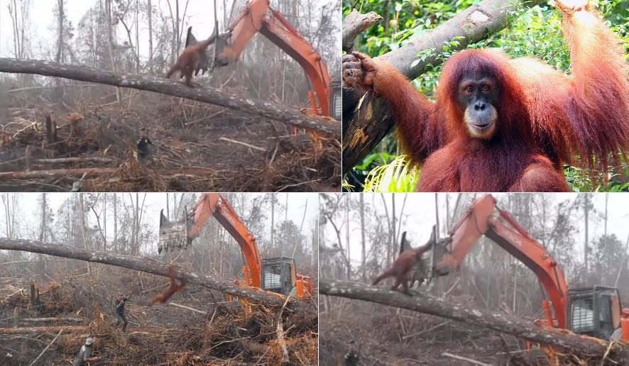 Video Emozionante: Orango affronta ruspa bulldozer per difendere il suo habitat Video Emozionante: Orango affronta ruspa bulldozer per difendere il suo habitat