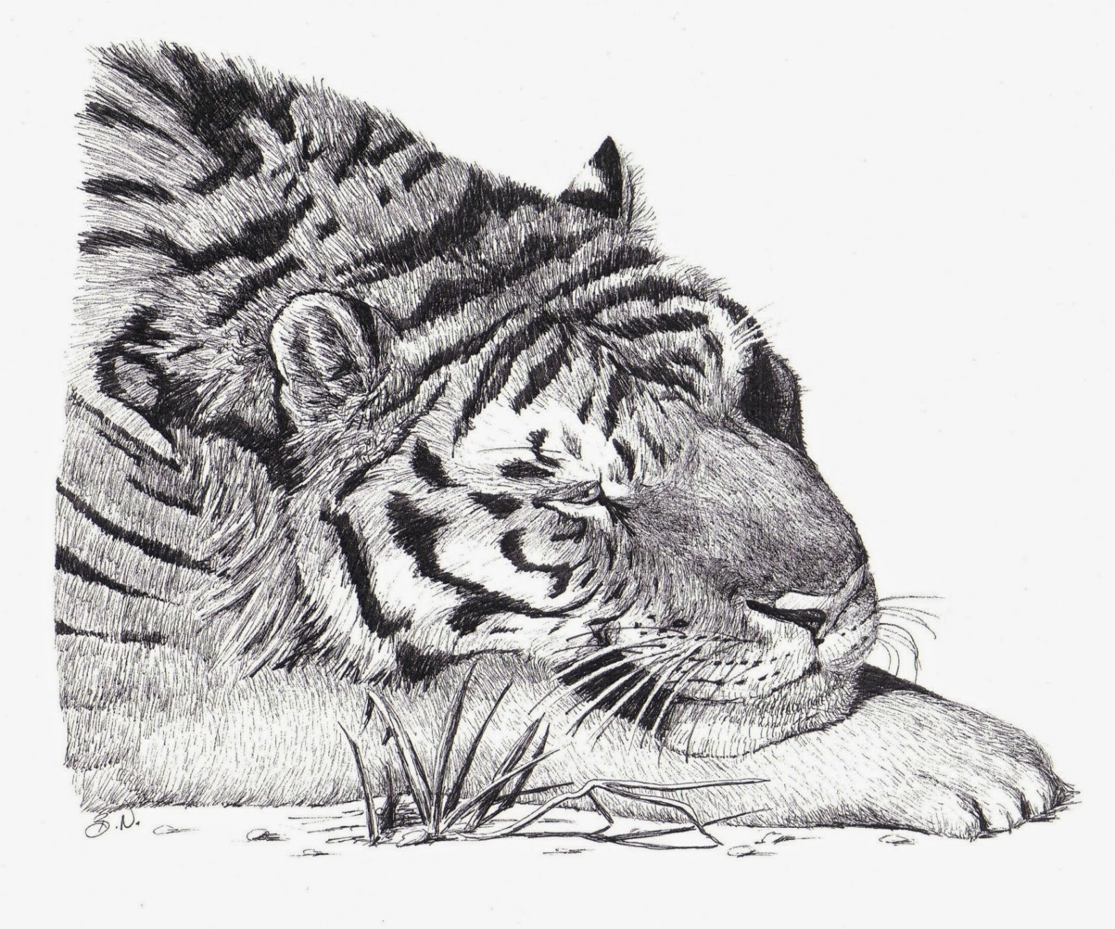 The Animal Cabin: Drawings of Tigers