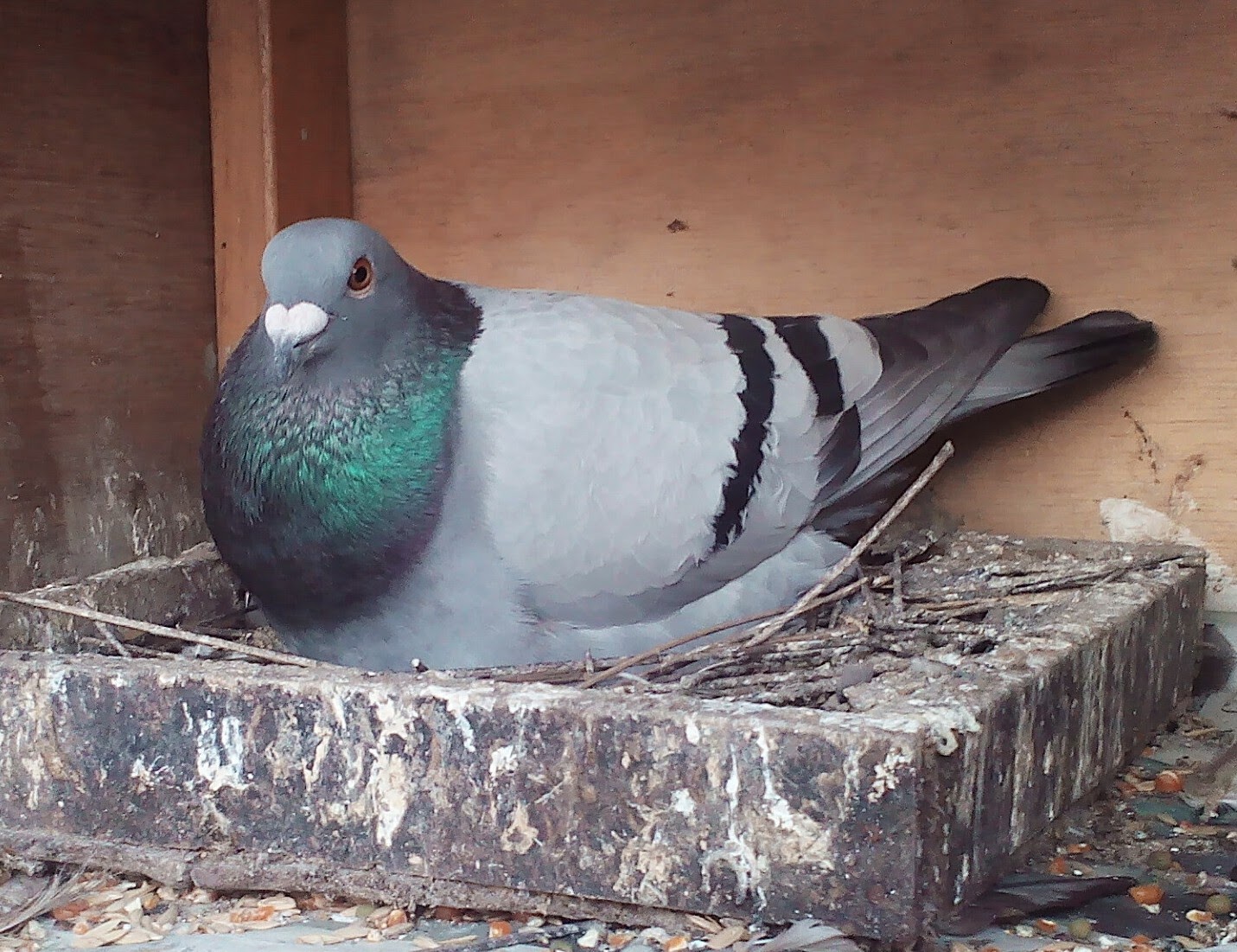 Jual Merpati Pos (Racing Pigeon) Solusi mendapatkan Merpati Pos murah