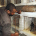 How To Start A Successful Grasscutter Farm In Nigeria