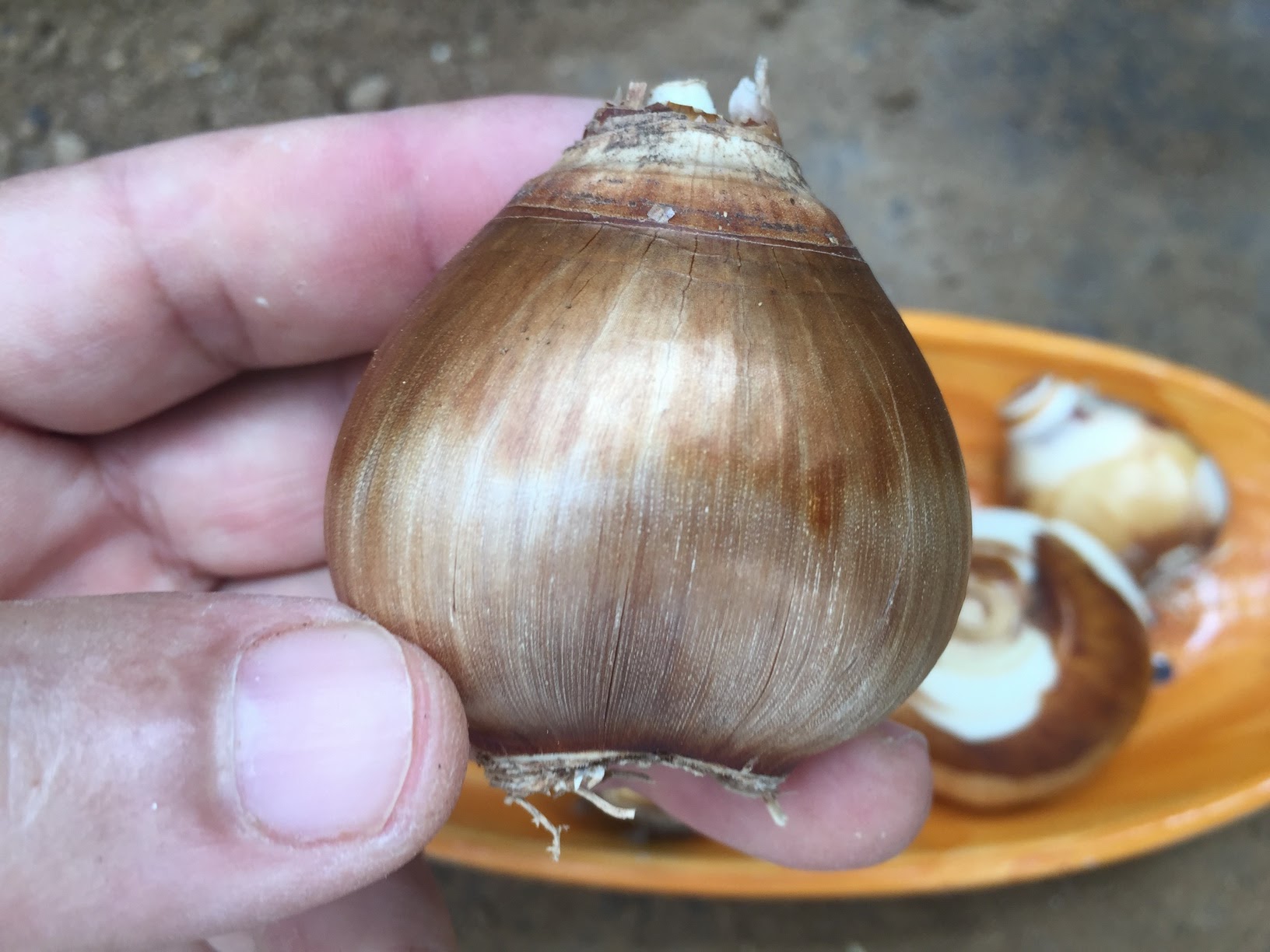 How to Plant & Care for Narcissus Bulbs