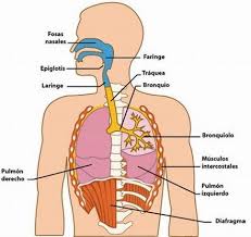 sistema respiratorio 1