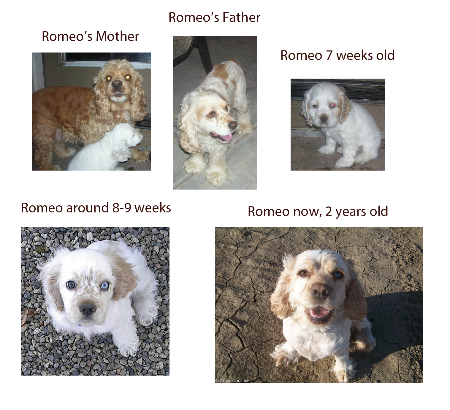 The Random Animal Blog Cryptic Merle The Controversy