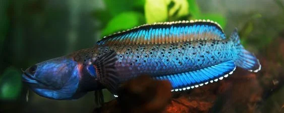 Channa Pardalis, True Blue Snakehead, Meghalaya Leopard - 50 Jenis Ikan Channa Beserta Harganya