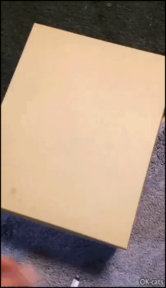 Cute Cat GIF • SURPRISE! Aww...2 cute kittens sleeping together in a closed box Cute Cat GIF • SURPRISE! Aww...2 cute kittens sleeping together in a closed box