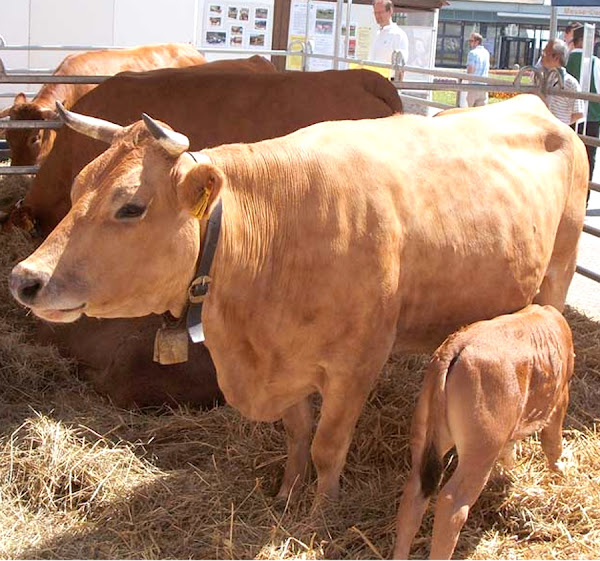 murnau-werdenfels cattle, about murnau-werdenfels cattle, murnau-werdenfels cattle breed, murnau-werdenfels cattle breed info, murnau-werdenfels cattle breed facts, murnau-werdenfels cattle breeders, murnau-werdenfels cattle breed numbers, murnau-werdenfels cattle breed population, murnau-werdenfels cattle behavior, murnau-werdenfels cattle care, caring murnau-werdenfels cattle, murnau-werdenfels cattle characteristics, murnau-werdenfels cattle color, murnau-werdenfels cattle coat color, murnau-werdenfels cattle facts, murnau-werdenfels cattle for milk, murnau-werdenfels cattle for meat, murnau-werdenfels cattle history, murnau-werdenfels cattle info, murnau-werdenfels cattle images, murnau-werdenfels cattle milk, murnau-werdenfels cattle meat, murnau-werdenfels cattle origin, murnau-werdenfels cattle photos, murnau-werdenfels cattle pictures, murnau-werdenfels cattle personality, murnau-werdenfels cattle rarity, murnau-werdenfels cattle rearing, raising murnau-werdenfels cattle, murnau-werdenfels cattle size, murnau-werdenfels cattle temperament, murnau-werdenfels cattle uses, murnau-werdenfels cattle weight