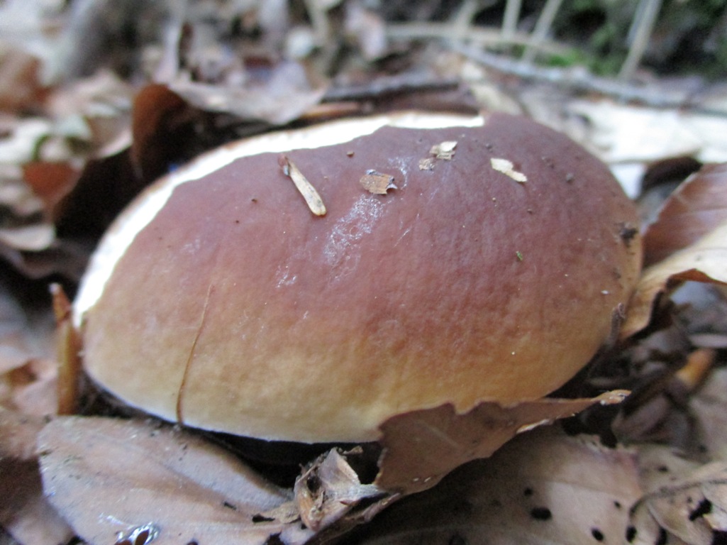 Funghi In Toscana Sempre Me Ggio