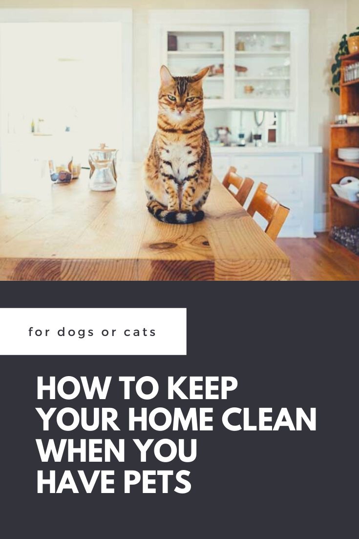 How to Keep Your House Clean When You Have Pets Koti Beth