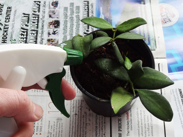 5 Tips to Start Your Indoor Garden - 101 Gardening