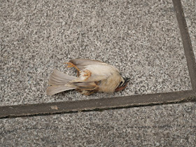 dead sparrow on the ground