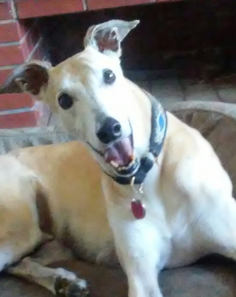 Willamette Valley Greyhound Lovers! GPANW "Meet A Retired Racer