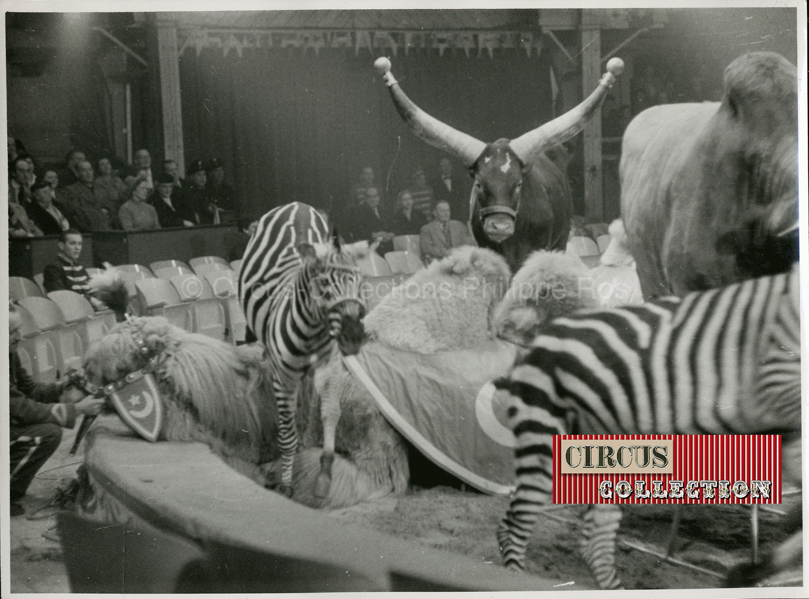 Watussi, zebres et chameaux présenté par George Ruzza