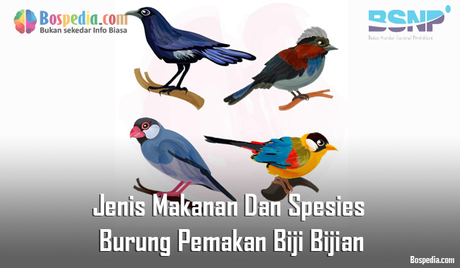 36 Jenis Burung Pemakan Biji Bijian