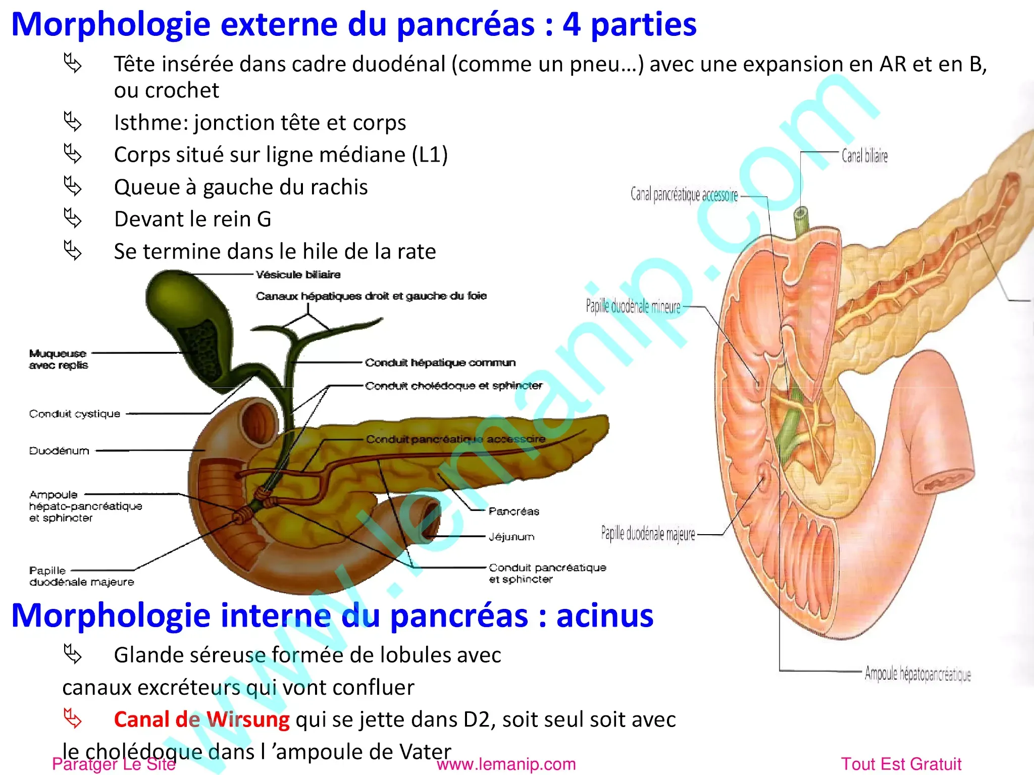 Morphologie externe du pancréas