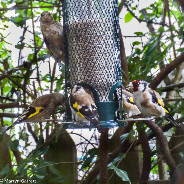 A Gardener's Weather Diary Who Eats All the Sunflower Hearts?