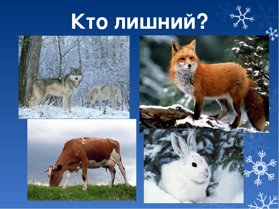 жизнь животных зимой. животные зимой презентация для детей. жизнь животных зимой. презентация животные в зимнем лесу. презентация звери зимой старшая группа.