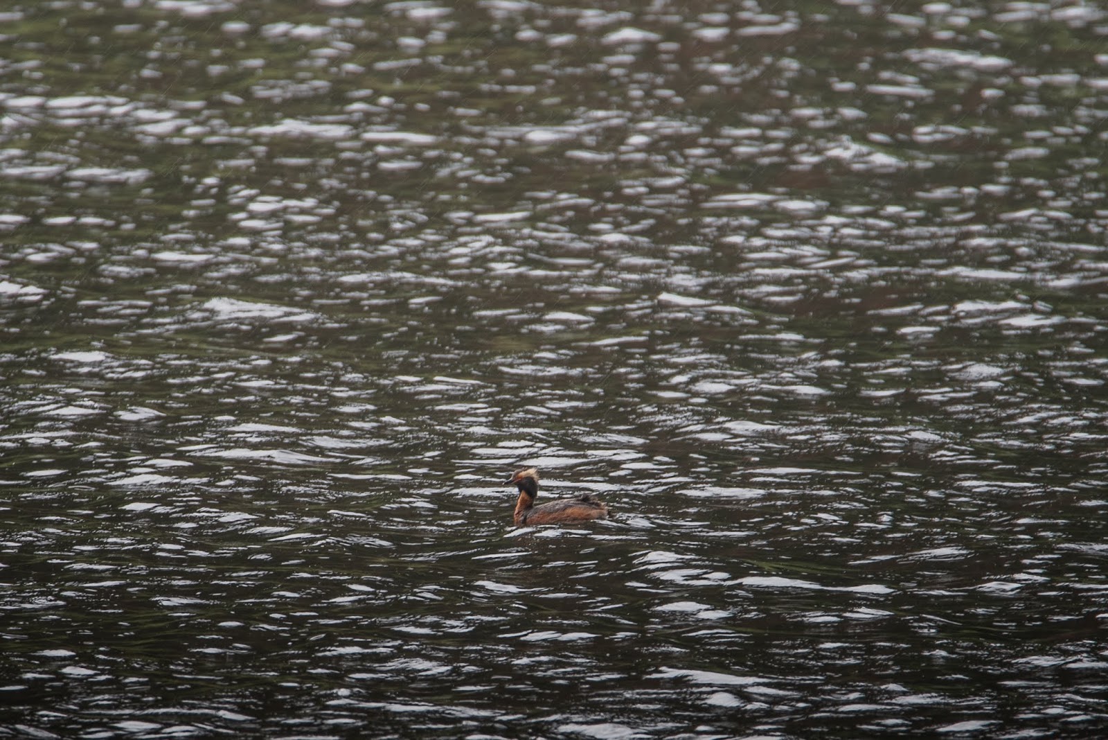 Young Birder Trip to Kamloops