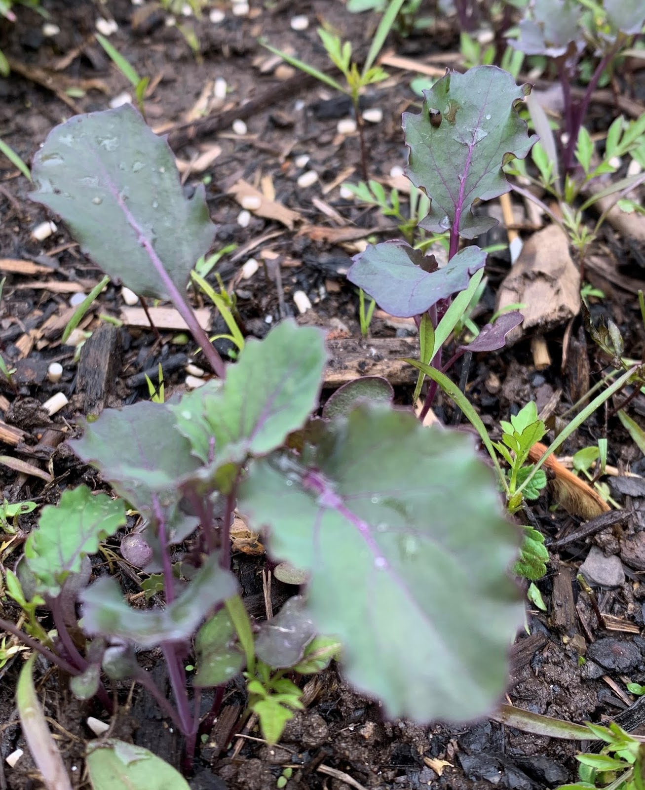 kale seedlings kale seedlings