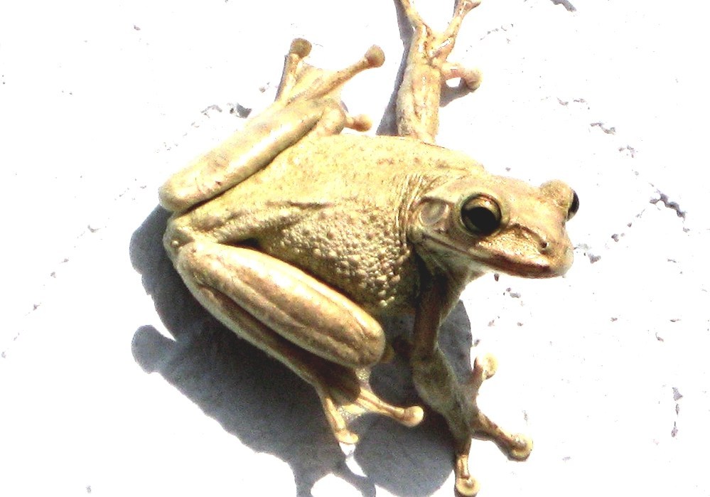 Cuban Tree Frog Tree Frogs In Florida