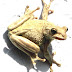 Cuban Tree Frog - Tree Frogs In Florida