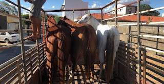 Policiais do GTE de Cajazeiras recuperam cavalos que foram furtados em Pernambuco