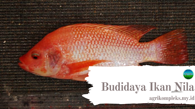 Cara Budidaya Ikan Nila Merah Untuk Para Pemula Agribisnis
