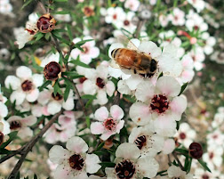 In Nga Manu Nature Reserve, a bee on a large kanuka (ti tree)