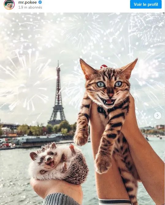 chat du bengal