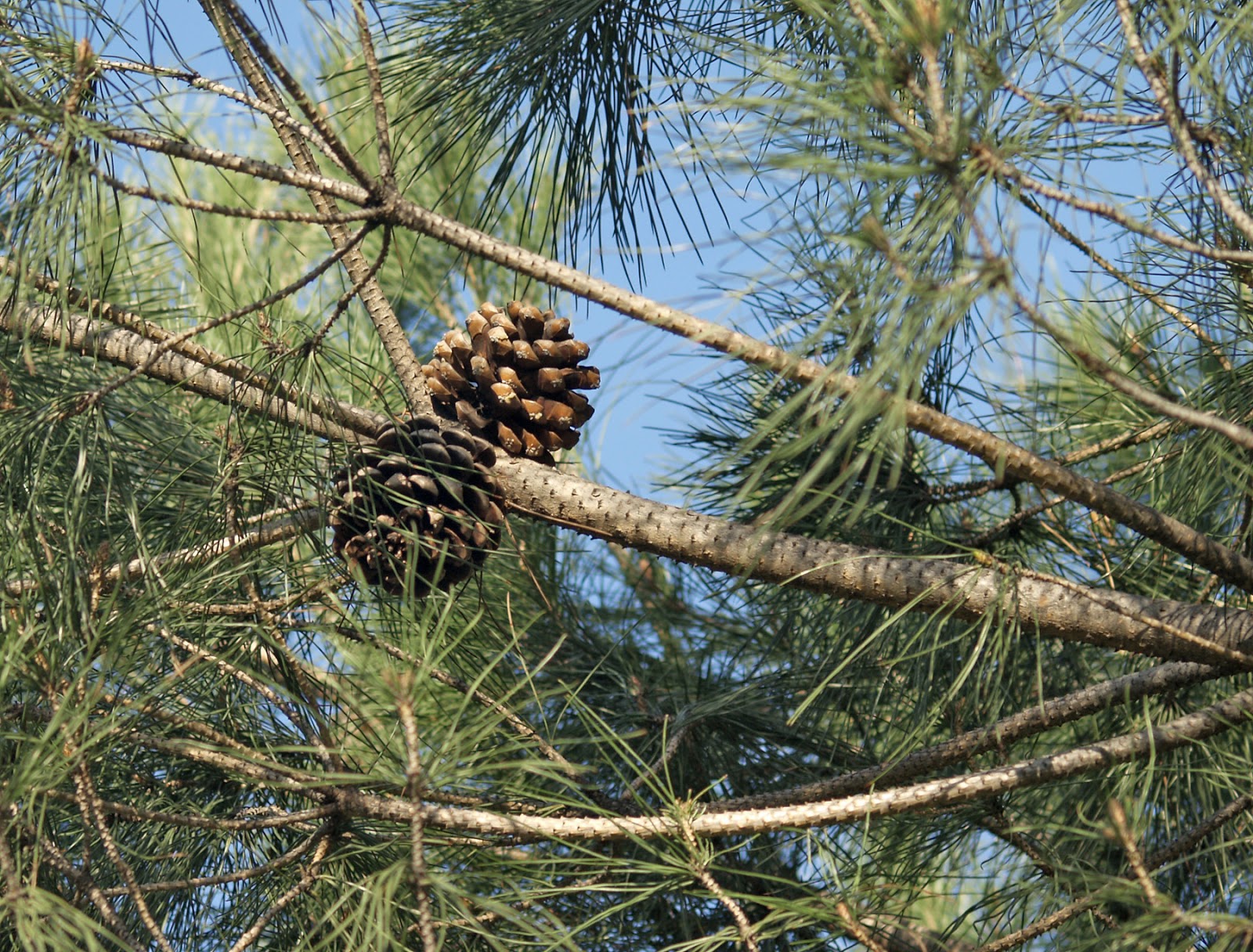 VENERABLES ÁRBOLES