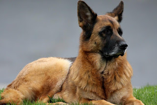 Alman çoban köpeği