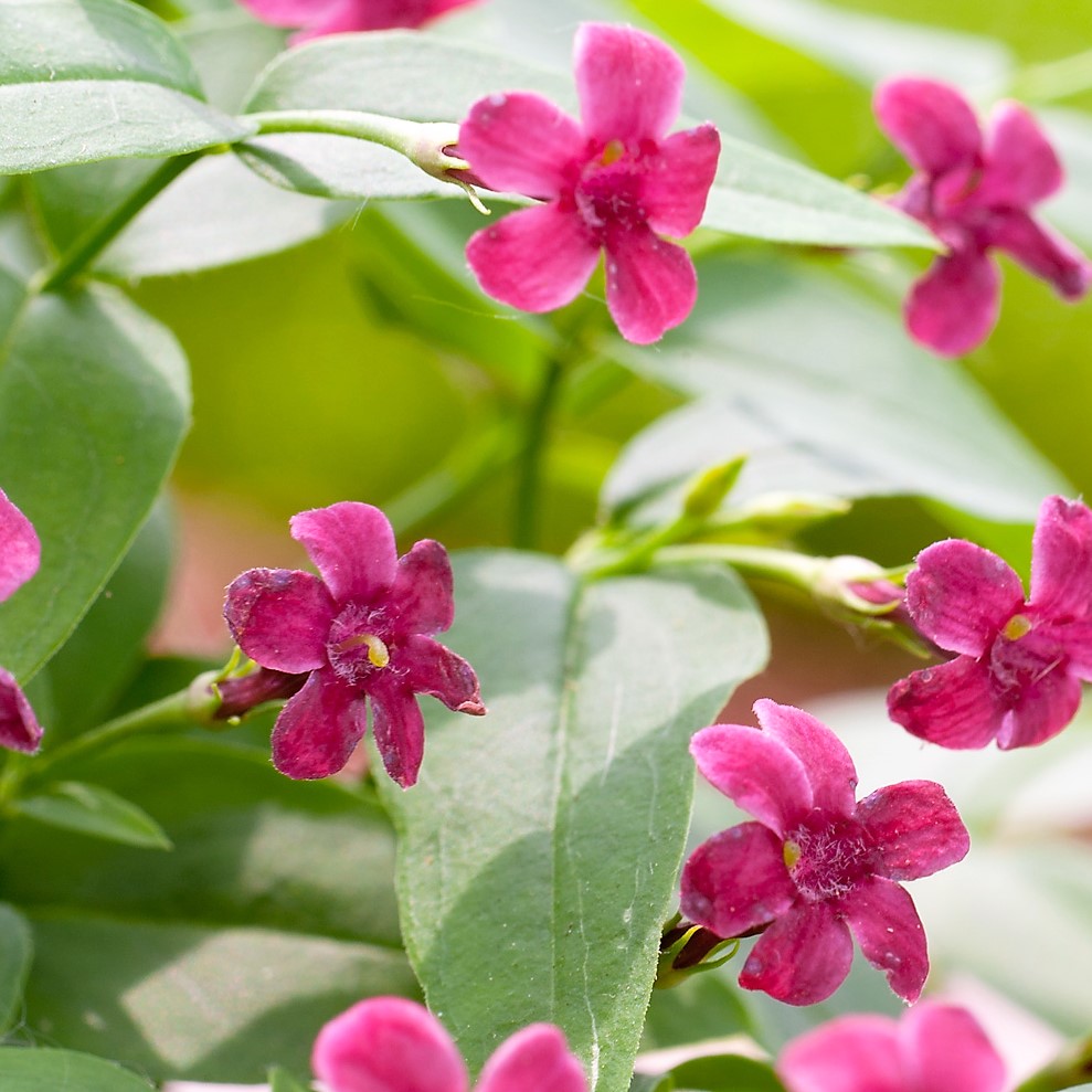 JASMINUM BEESIANUM The Garden of Eaden